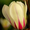 Magnolia SUNRISE