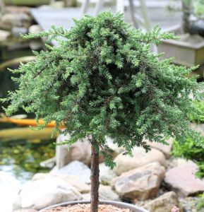 Gewöhnlicher Wacholder GREENMANTLE– Stammform 80 cm