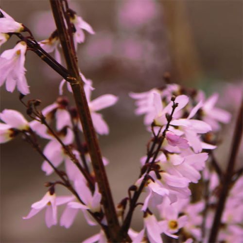 Abeliophyllum koreanum