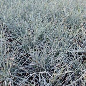 Blauschwingel UCHTE