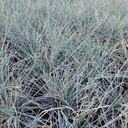 Blauschwingel UCHTE