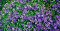 Żagwin Ogrodowy 'Axcent Glacier Lilac'