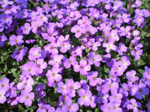 Steppenkerze 'Axcent Glacier Lilac'