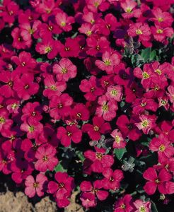 Steppenkerze 'Dark Red Audelader'