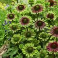 Jeżówka Purpurowa 'Green Twister'