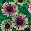 Jeżówka Purpurowa 'Green Twister'