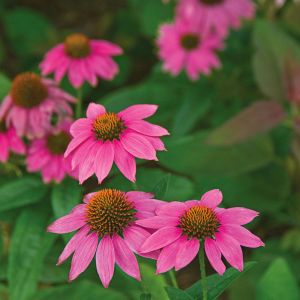 Purpur-Sonnenhut 'PowWow Wild Berry'