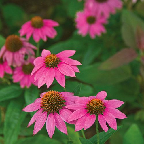 Purpur-Sonnenhut 'PowWow Wild Berry'