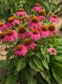 Jeżówka Purpurowa 'PowWow Wild Berry'