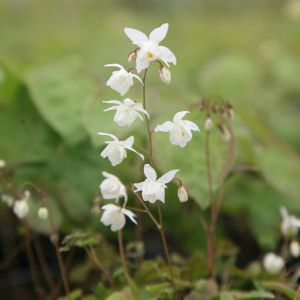 Epimedium 'White Hart'