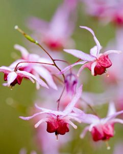 Epimedium PINK ELF 