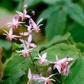 Epimedium 'Pink Elf'