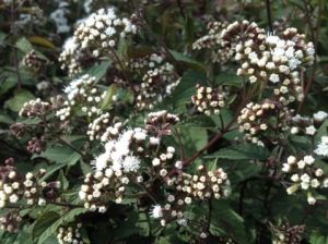 Astilbe  'Chocolate'