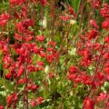 Żurawka 'Ruby Bells'