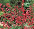 Żurawka 'Ruby Bells'