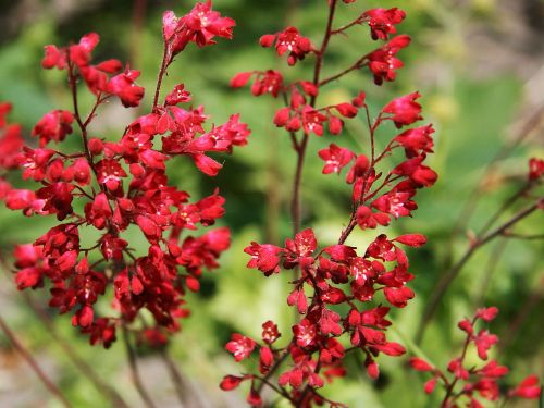 Purpurglöckchen RUBY BELLS  