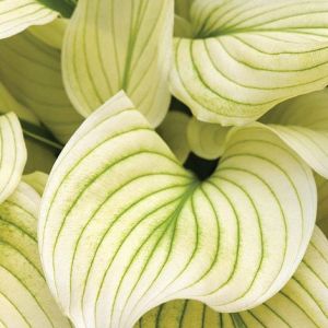 Hosta WHITE FEATHER