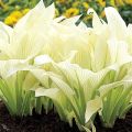 Funkia-Hosta WHITE FEATHER