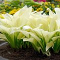 Funkia-Hosta WHITE FEATHER