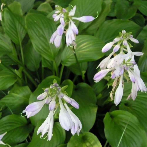 Hosta VENTRICOSA