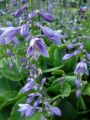 Funkia rozdęta-Hosta VENTRICOSA