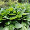 Funkia rozdęta-Hosta VENTRICOSA