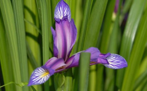 Blausterne mit Grasblatt