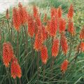 Trytoma groniasta FLAMENCO