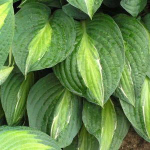 Hosta 'Striptease'