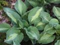 Funkia Hosta 'Striptease'