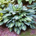 Funkia Hosta 'Striptease'