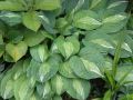 Funkia Hosta 'Striptease'