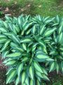 Funkia Hosta 'Striptease'