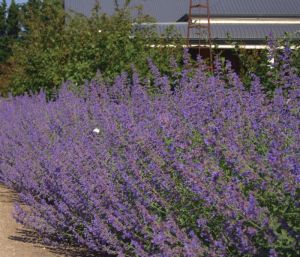 Katzenminze SIX HILLS GIGANT GOLD