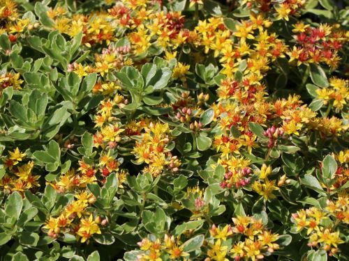 Fetthenne Variegatum