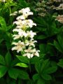 Rodgersja Pierzasta WHITE