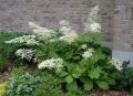 Rodgersja Pierzasta WHITE