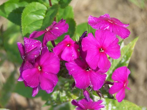 Phlox NICKY