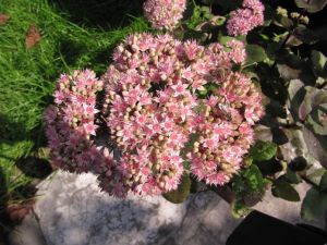 Fetthenne 'Herbstfreude'