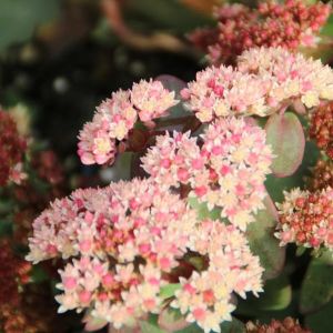 Karpatensedum 'Twinkling Star'