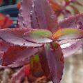 Rozchodnik karpacki 'Twinkling Star'