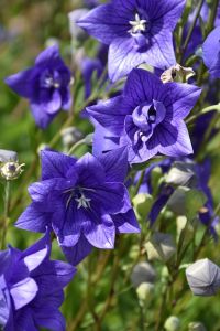 Glockenblume ASTRA BLUE