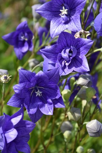 Glockenblume ASTRA BLUE