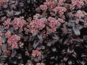 Fetthenne 'Postman's Pride'