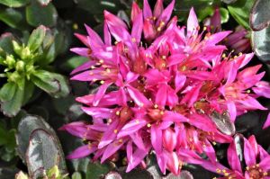 Fetthenne 'SPOT ON PINK'