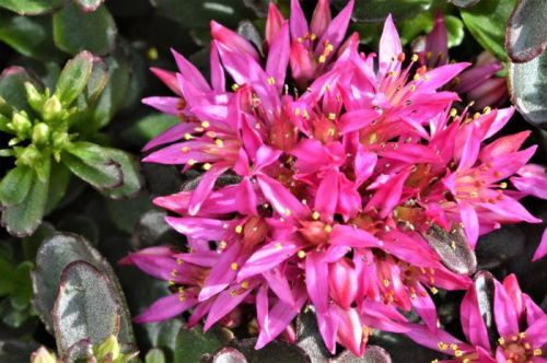 Fetthenne 'SPOT ON PINK'