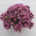 Rozchodnik 'SPOT ON PINK'