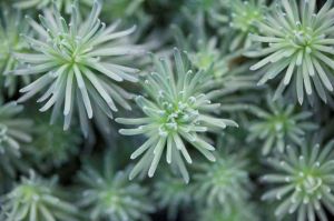 Forsters Fetthenne 'ORACLE'