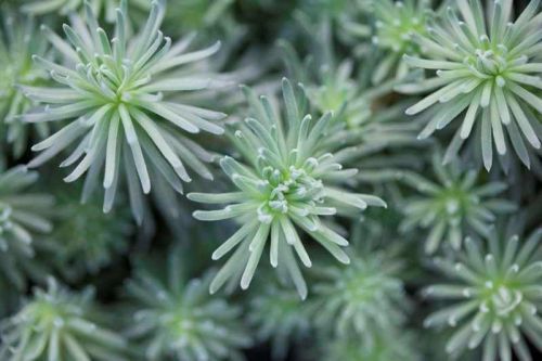 Forsters Fetthenne 'ORACLE'