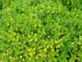 Macierzanka cytrynowa ‘Aurea’